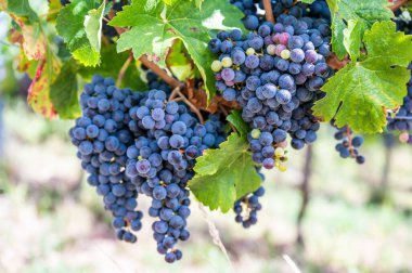 Asmadan sarkan olgun üzümlerin seçici odak noktası.