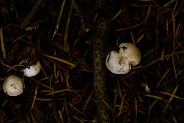 Candolleomyce Candolleanus 'un yakın çekimi.
