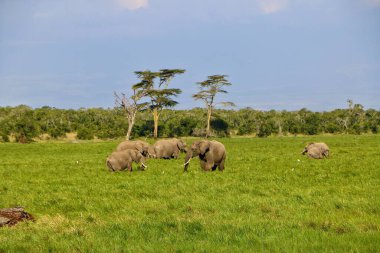 Güneşli bir günde, geniş bir tarlada yeşil çimlerle beslenen bir Afrika fili sürüsü.
