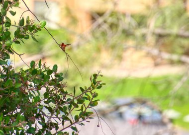 Küçük paslı bir sinekkuşunun (Selasphorus rufus) bir çalı kökü üzerindeki seçici odak noktası