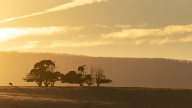 Arkadaki ağaçların gölgesi ve gün doğumunda bulutlu bir inek ve arka planda bir dağ sırtı..