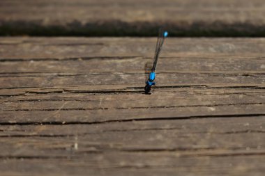 Tahtaya tüneyen mavi bir yusufçuk