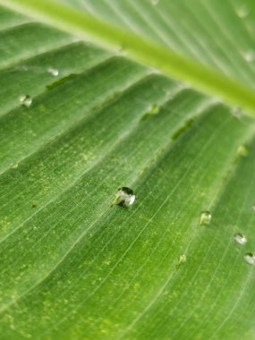 Yeşil bir yaprak yüzeyindeki çiğ damlacıklarının dikey makro görüntüsü.