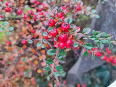 Cotoneaster 'ın bahçedeki seçici odak noktası.