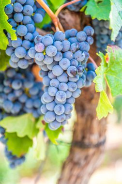 Üzüm bağındaki sarmaşıktan sarkan bir demet üzümün yakın çekimi.