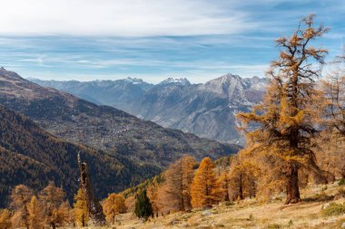 İsviçre vadisinde Orange Autumn Larch Ağacı Panoraması. Avrupa 'nın en yaşlı ve en yüksek karaçam ağaçlarına sahip Balavaux ve Nendaz bölgesi.