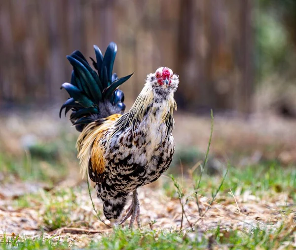Shallow Focus Shot Rooster — Stock Photo, Image