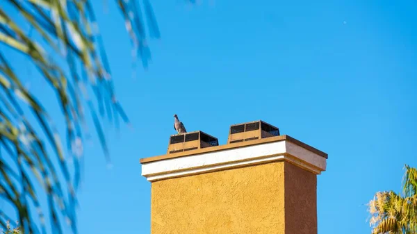 View Silhouette Pigeon Bird Sitting Yellow Big Chimney Blue Sky — Stock Photo, Image
