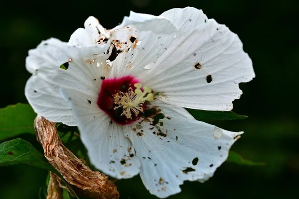 Primer Plano Una Flor Malva Blanca Hibiscus Moscheutos Jardín — Foto de Stock