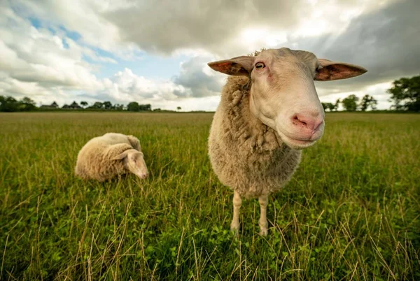 Овцы Стоящие Лежащие Зеленом Травянистом Поле Против Облачного Неба Сельскохозяйственной — стоковое фото