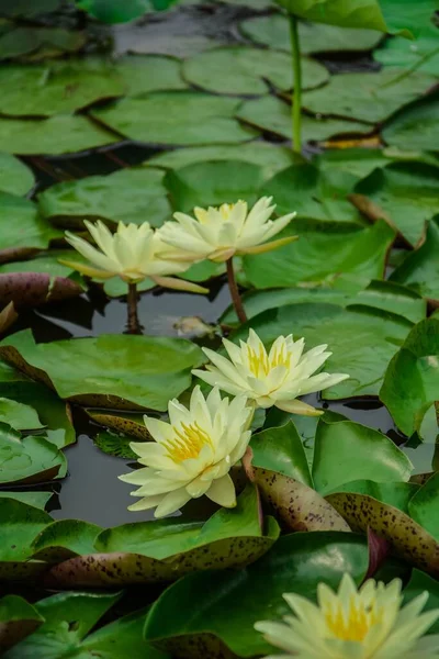 Gölette Sarı Nilüfer Çiçekleri — Stok fotoğraf