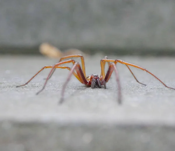 地面に長い足のクモのクローズアップショット — ストック写真