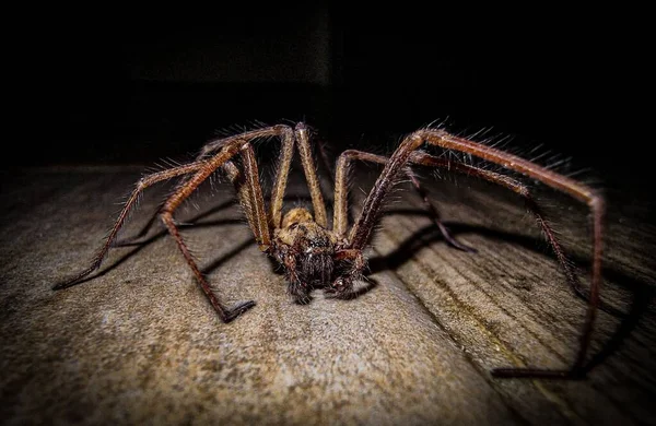 红蜘蛛 Tegenaria Parietina 的特写 — 图库照片