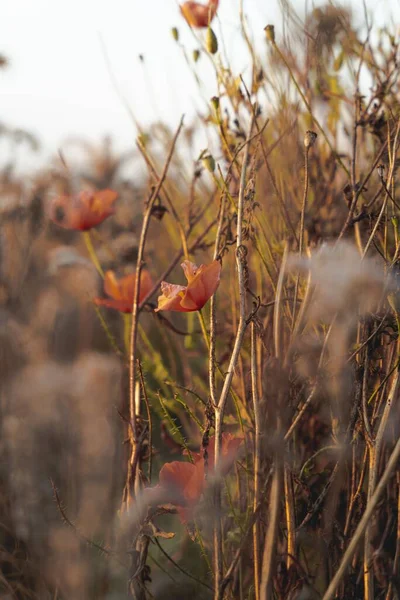 Ormanda Bulanık Işıklı Gökyüzü Olan Gelincik Çiçeklerinin Seçici Odağı — Stok fotoğraf