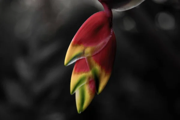 Eine Nahaufnahme Gelb Roter Falscher Paradiesvogel Blütenblätter Auf Verschwommenem Hintergrund — Stockfoto