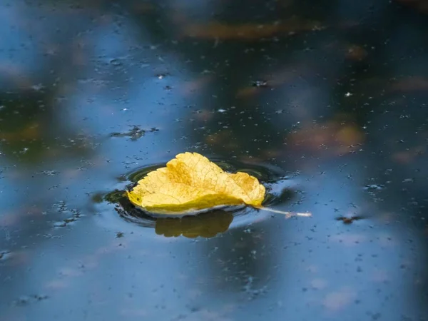 水たまりの中に落ちた黄色の葉 — ストック写真