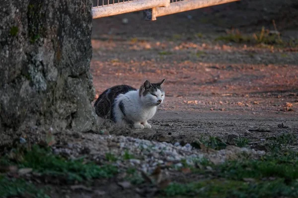 Ağaç Kabuğunun Yanında Oturan Sevimli Bir Kedinin Yakın Plan Portresi — Stok fotoğraf