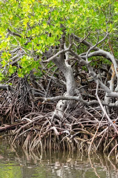 Sudaki yeşil yapraklı Mangrove ağacının tropikal kıyı bitkisinin güzel bir kökünün dikey çekimi.