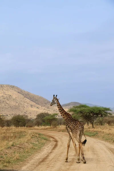 Een Verticaal Schot Van Een Noordelijke Giraffe Lopend Een Onverharde — Stockfoto