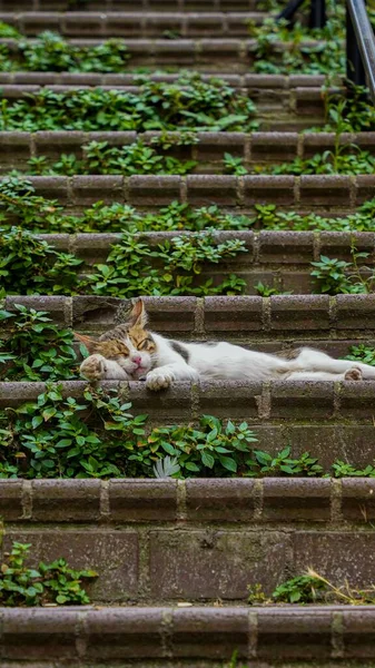 Vertikal Bild Bedårande Katt Slappa Sten Trappor Täckt Murgröna — Stockfoto