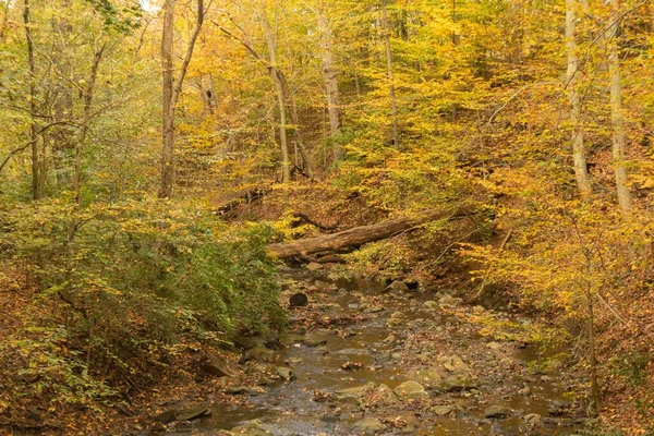 Sarı Sonbahar Ağaçlarının Manzaralı Bir Görüntüsü Sakin Ormanda Akan Bir — Stok fotoğraf
