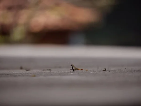 Mała Czarna Mrówka Powierzchni Asfaltu Rozmytym Tle — Zdjęcie stockowe