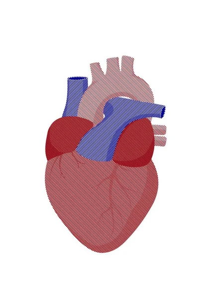 Vertikal Illustration Anatomisk Mänskligt Hjärta Isolerad Vit Bakgrund — Stockfoto