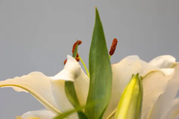 Ein Selektiver Fokus Weißer Lilienstaubgefäße Unter Den Lichtern Mit Verschwommenem — Stockfoto