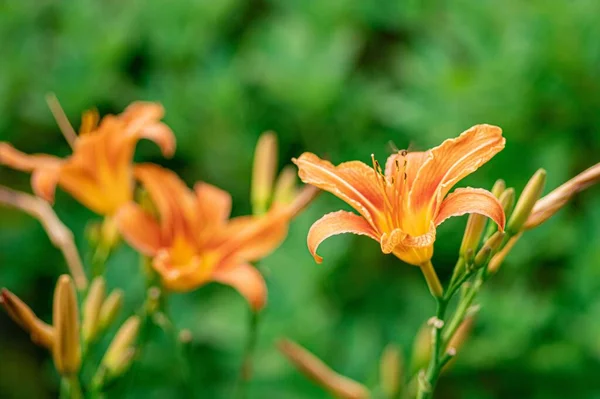 Selektywne Ujęcie Ostrości Pomarańczowych Kwiatów Lilii Ogrodzie Rozmytym Zielonym Tle — Zdjęcie stockowe