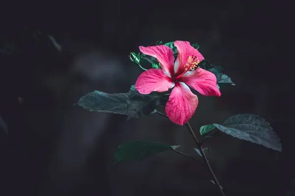 Красива Червона Квітка Саду Квітка Зосереджена Розмитому Фоні — стокове фото