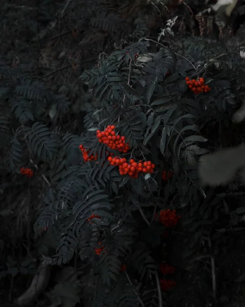 Plan Vertical Baies Rouges Rowan Dans Forêt — Photo