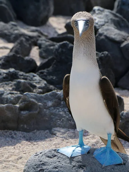 Beautiful View Blue Footed Booby — Stock Photo, Image