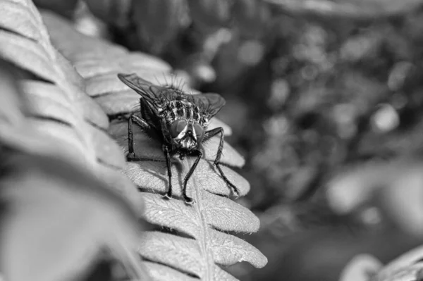 Grayscale Shot Big Fly Green Leaf Light Shadow — Stock Photo, Image