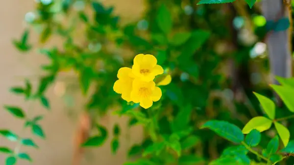 Tiro Seletivo Foco Flores Amarelas Erythranthe Moschata Jardim Fundo Borrado — Fotografia de Stock