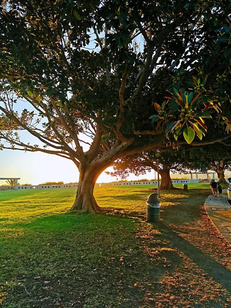 Вертикальный Снимок Красивого Дерева Парке Закате Идеально Подходит Обоев — стоковое фото