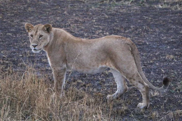 Piękny Widok Lwa Safari — Zdjęcie stockowe