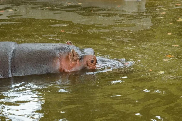 一只湿淋淋的河马在绿色池塘里游泳的特写镜头 — 图库照片