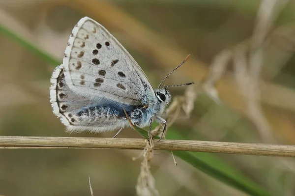 在模糊的背景上拍摄到的雪山蓝蝴蝶的特写镜头 — 图库照片
