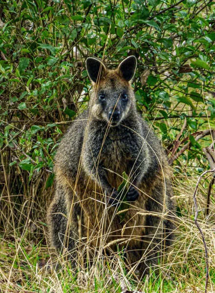 Uno Scatto Verticale Wallaby Che Guarda Macchina Fotografica Una Foresta — Foto Stock