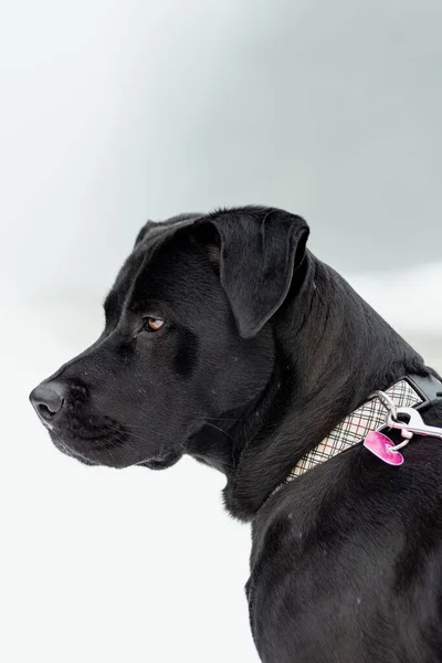 輝くオレンジ色の目をした黒いラブラドール犬の垂直閉鎖 — ストック写真