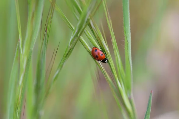 Yeşil Çimlerin Üzerinde Kırmızı Bir Uğur Böceği — Stok fotoğraf