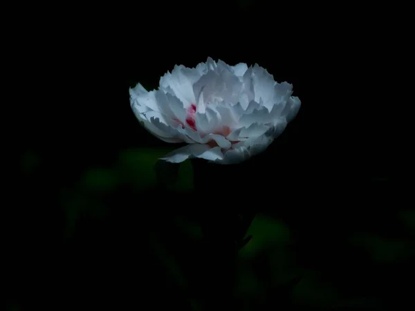 Closeup Shot White Chinese Peony Flower Dark Surrounding — Stock Photo, Image