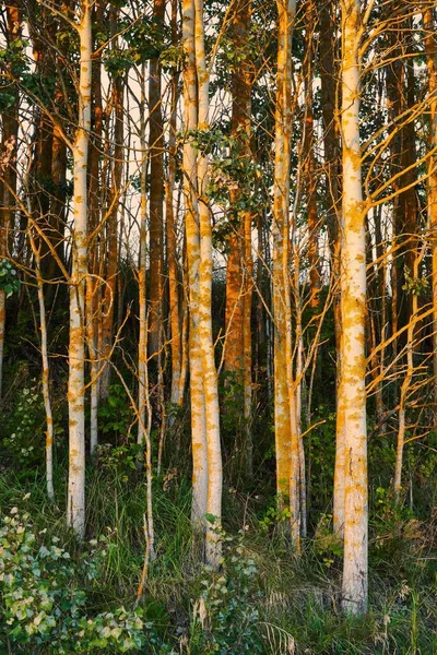 森の中のカラフルな木の幹の垂直ショット — ストック写真