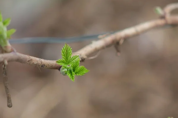 Eine Nahaufnahme Von Grünen Blättern Die Auf Einem Ast Sprießen — Stockfoto