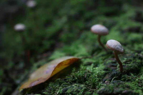 Zbliżenie Grzyba Rosnącego Przez Zielony Mech Leśnej Podłodze — Zdjęcie stockowe