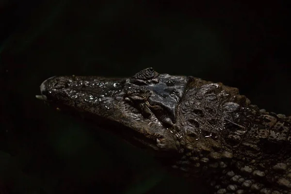 Tiro Perto Cabeça Crocodilo Sobre Fundo Desfocado — Fotografia de Stock