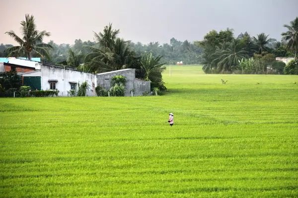 Рисовий Фермер Дельті Річки Меконг Єтнамі — стокове фото
