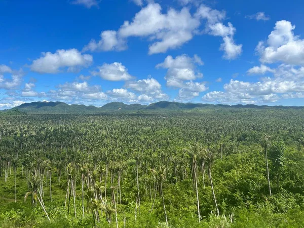 Ein Luftbild Des Waldes Mit Dichten Bäumen — Stockfoto