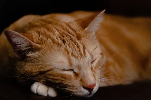 Close Shot Cute Tabby Cat Sleeping Black Surface — Stock Photo, Image