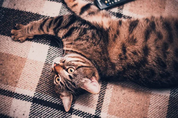 毛布の上に横たわる茶色の縞模様の猫 — ストック写真